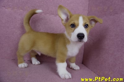 05/09雙色柯基犬公幼犬(南投市)5