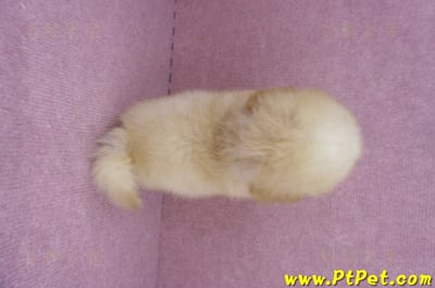 05/12玩具型奶油貴賓公幼犬(桃園中壢)13