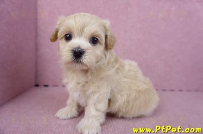 11/06馬爾泰迪母幼犬(屏東竹田)6