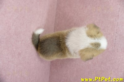 04/14雙色柯基犬母幼犬1號(高雄仁武)8