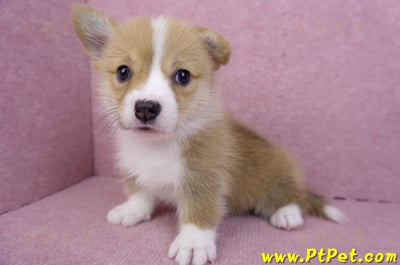 08/05雙色柯基犬母幼犬2號(屏東市)8