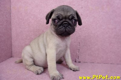 07/09巴哥母幼犬(新竹竹北)3