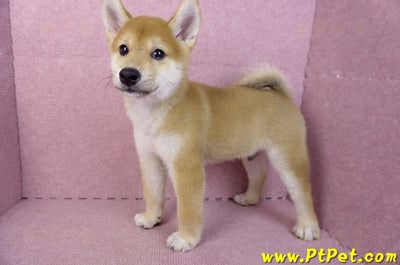 06/09赤色柴犬公幼犬(新北土城)5