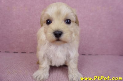 12/10馬爾泰迪公幼犬2號1