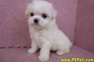 09/21馬爾濟斯公幼犬(高雄左營)10