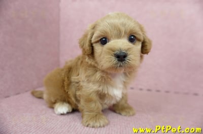 05/05奶油色馬爾泰迪公幼犬4號(屏東市)5