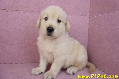 07/18黃金獵犬公幼犬3號(桃園中壢)9