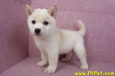 05/24白色柴犬公幼犬9