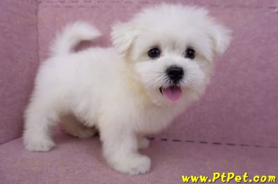 03/20馬爾濟斯公幼犬4