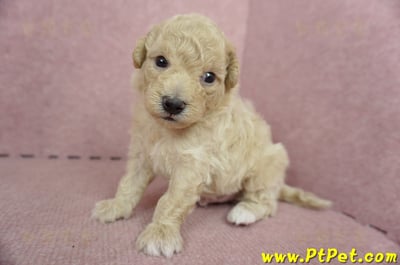 06/04泰迪比熊公幼犬2號(新北新莊)4