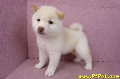 09/21白色柴犬母幼犬(高雄鳳山)10