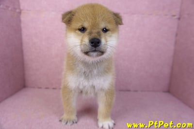 12/10赤色柴犬公幼犬(屏東萬丹)2