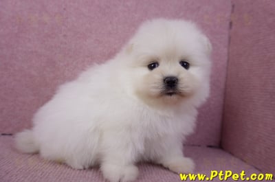 02/10白色松鼠博美母幼犬5