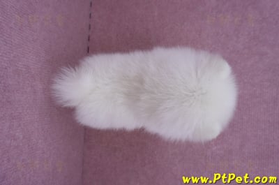 05/22迷你型松鼠白博美公幼犬(高雄美濃)13