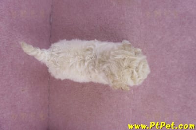 01/01泰迪比熊母幼犬11