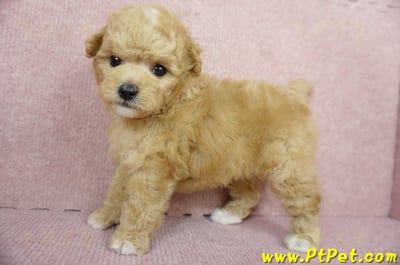 11/26迷你型奶油貴賓公幼犬2號(桃園中壢)9