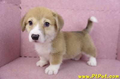08/29雙色柯基犬母幼犬2號8