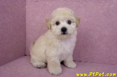 09/12泰迪比熊母幼犬1號(台南西港)5