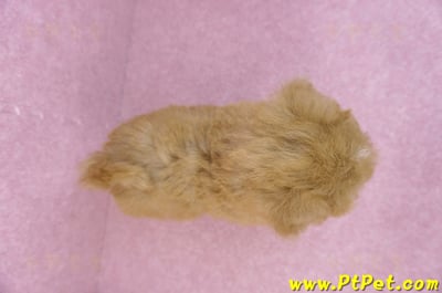 04/28泰迪比熊母幼犬(台北松山)11