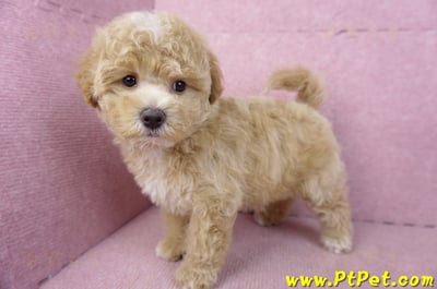 02/18泰迪比熊母幼犬(屏東市)10