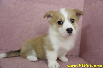 04/28雙色柯基犬母幼犬(高雄前鎮)5