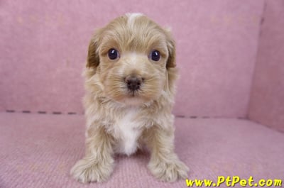 01/11馬爾泰迪公幼犬1號1