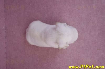 03/21奶白色法國鬥牛公幼犬3號7