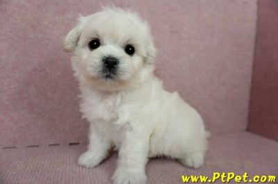 01/10奶白色馬爾泰迪公幼犬3號(屏東萬丹)18