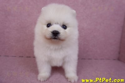 10/11松鼠白博美母幼犬(新北淡水)1