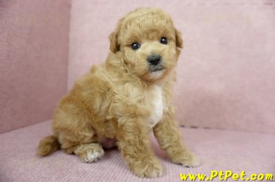 11/26迷你型奶油貴賓公幼犬3號(台北內湖)5