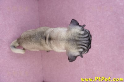 06/23巴哥母幼犬(高雄前鎮)12