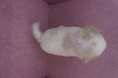 07/10迷你型花貴賓公幼犬(奶油花)(屏東東港)12