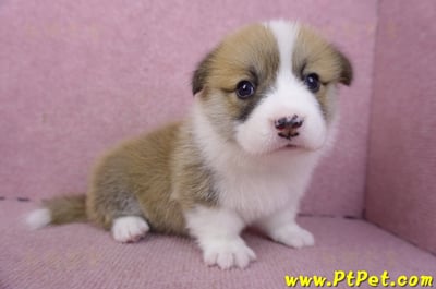 03/14雙色柯基犬母幼犬1號6