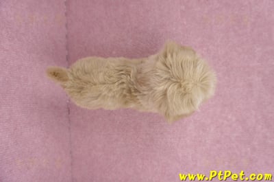 06/15奶油色馬爾泰迪母幼犬2號(桃園中壢)11