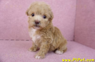 10/13泰迪比熊母幼犬(高雄小港)11