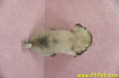 04/02巴哥母幼犬(高雄鼓山)13