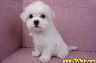 09/21馬爾濟斯母幼犬(花蓮市)10