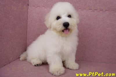 05/20比熊犬公幼犬(新北林口)4