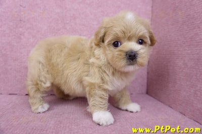 08/06奶油色馬爾泰迪母幼犬1號(桃園新屋)8