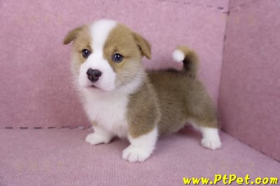 11/30雙色柯基犬公幼犬1號(屏東萬丹)7