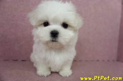 04/17迷你型馬爾濟斯公幼犬(台中北屯)1