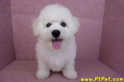 07/22比熊犬公幼犬2號(高雄楠梓)1