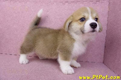 08/05雙色柯基犬母幼犬(台中潭子)4