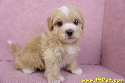 10/18馬爾泰迪公幼犬1號(高雄三民)5