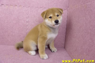 05/07赤色柴犬公幼犬(台南東區)7