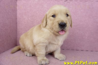 03/12黃金獵犬母幼犬2號3