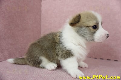 04/28雙色柯基犬公幼犬1號(桃園中壢)5