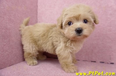 06/15奶油色馬爾泰迪母幼犬2號(桃園中壢)3