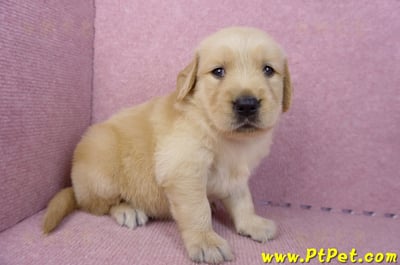 07/18黃金獵犬母幼犬1號(基隆信義)3