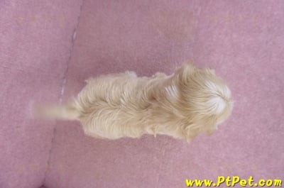 01/30馬爾泰迪公幼犬2號(新竹竹北)12